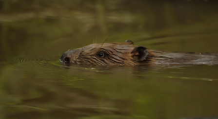 beaver