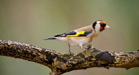 Goldfinch