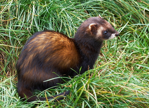 A polecat sat amongst tufts of grass in a field