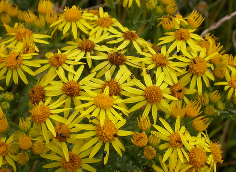 Common Ragwort