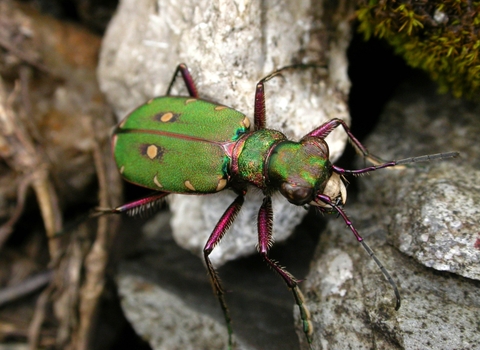 Green Tiger Beetle