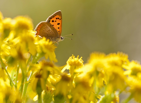 Small Copper butterfly on Common Ragwort