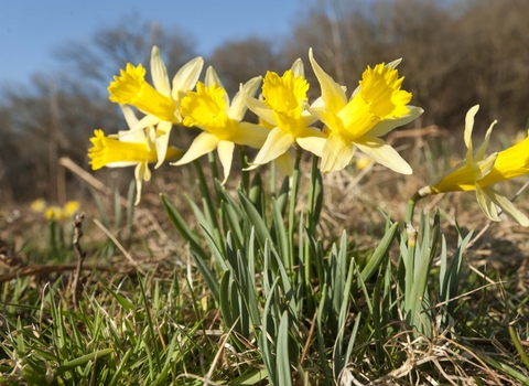 Wild Daffodil