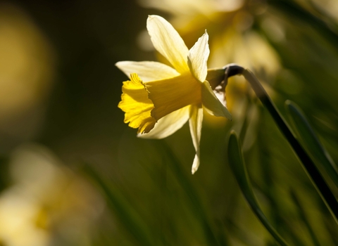 Wild Daffodil