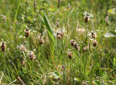 Ribwort Plantain