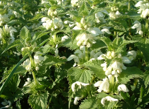 White Dead-nettle
