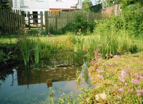 Garden pond (C) S Mason