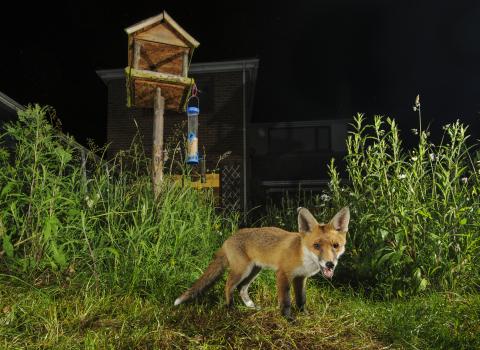 Garden fox (C) Terry Whittaker/2020 Vision