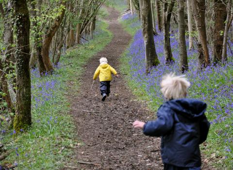 Boys walking in bluebells (C) Emma Bradshaw