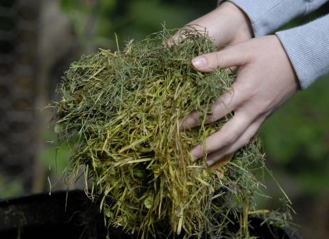 Compost (C) David Plummer