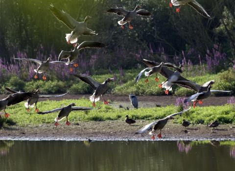 Greylag geese (C) Zsuzsanna Bird