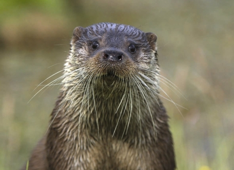Otter (C) Andy Rouse