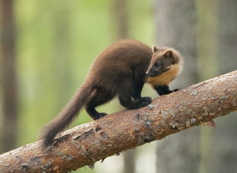 Pine marten (C) Terry Whittaker/2020 Vision