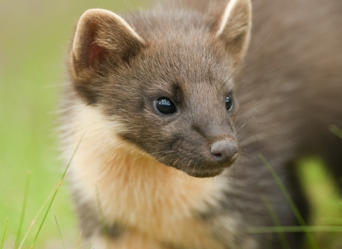 Pine marten (C) Terry Whittaker/2020 Vision