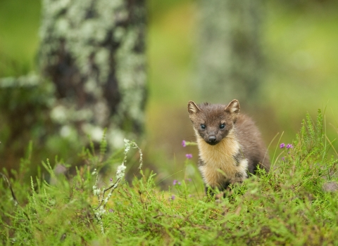 Pine marten 