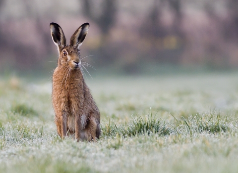 Brown Hare