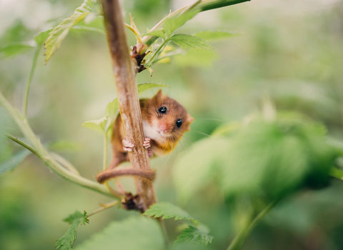 Dormouse