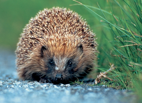 Hedgehog