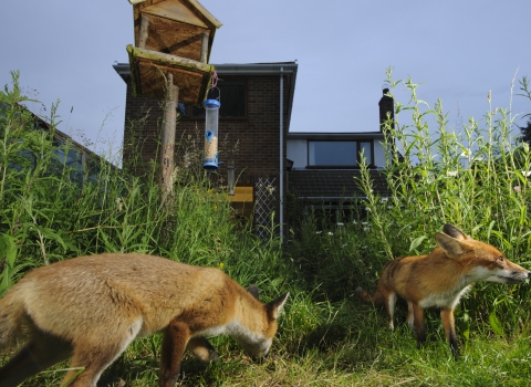 Foxes in garden