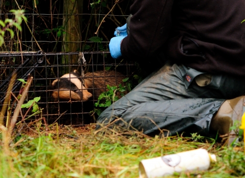Badger vaccination - Gloucestershire Wildlife Trust