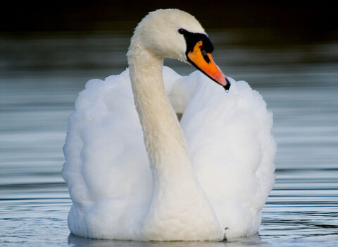 Mute swan (C) Neil Aldridge