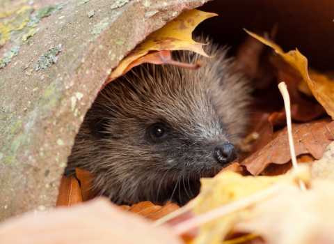Hedgehog (C) Tom Marshall