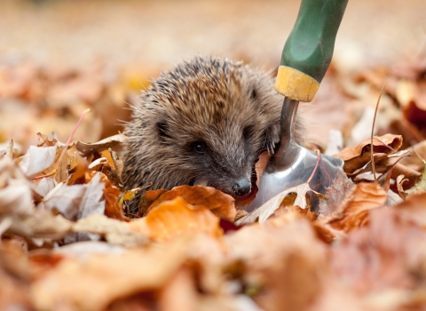Hedgehog (C) Tom Marshall