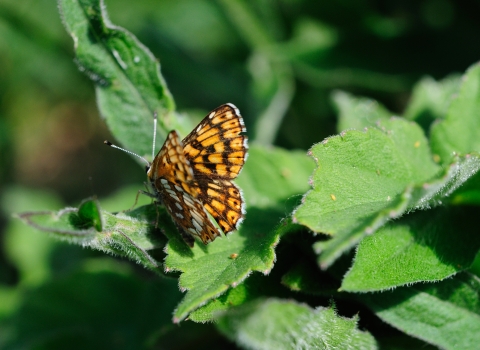 Duke of Burgundy