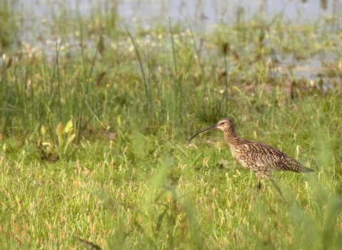 Zsusanna Bird