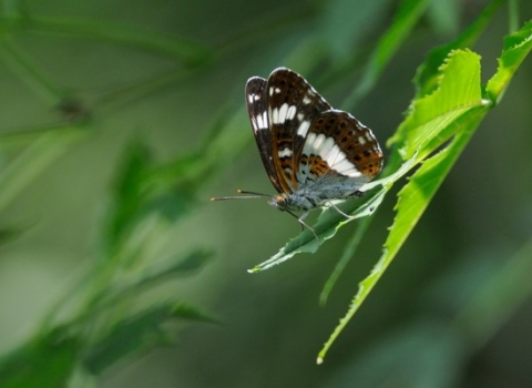 Butterfly ID