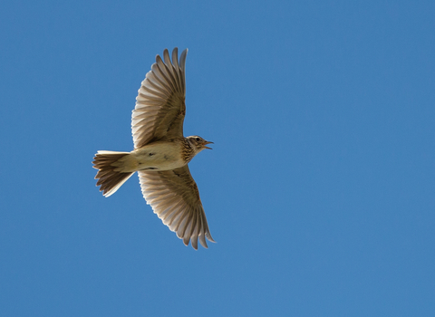Farmland songbirds