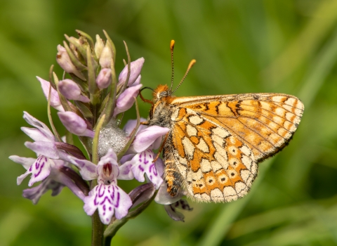 Dimmel's Butterfly