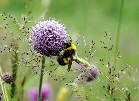 devil's bit scabious & bee (c) David Slate