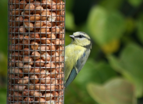 Blue tit