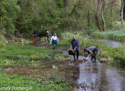 Watercress bed