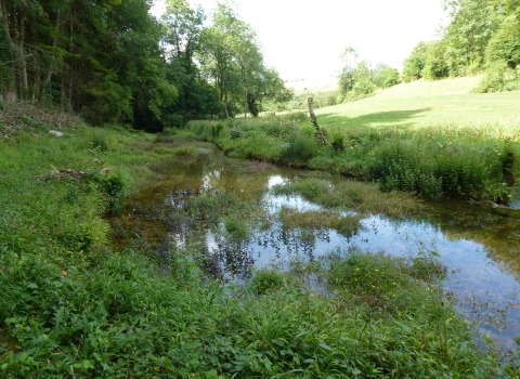 Watercress Bed