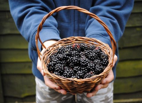 Blackberry Picking (c) Amy Lewis