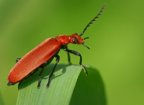 Cardinal beetle