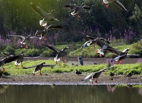 Greylags (c)Zsuzsanna Bird