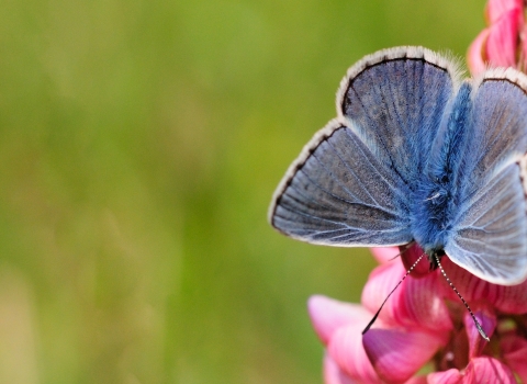 Small blue Strawberry bank NR Zsuzsanna Bird 