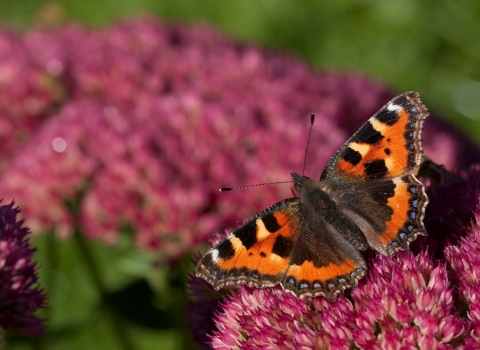 A butterfly on a pink flower