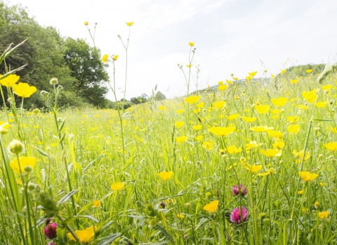 Yellow and pink wildflower field at Crickley Hill