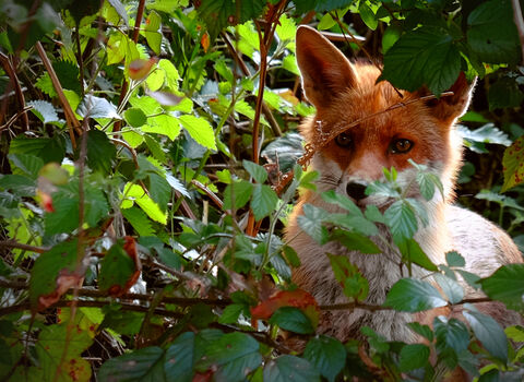 fox (c) Jamie Harvey