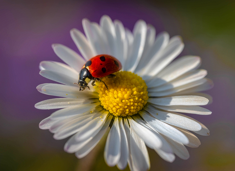 Highly commended in the Wildlife Close Up category by Mark Cox