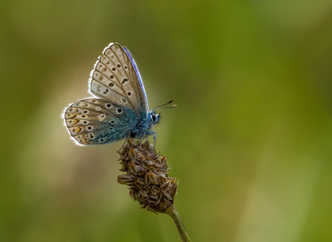 Runner up of Wildlife Close up - Large blue butterfly by Terry Stevenson