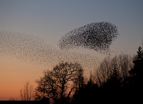 Starling murmuration