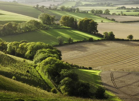 Farm landscape