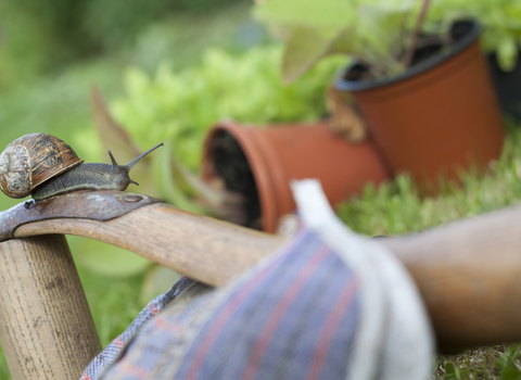 Gardening with wildlife - Tom Marshall