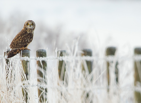 Short-Eared Owl: Danny Green/2020VISION