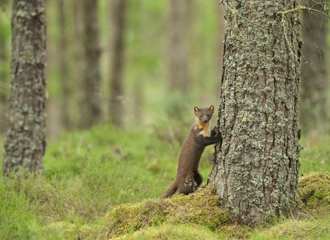 Pine Marten Terry Whittaker/2020VISION